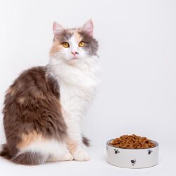 เลือกอาหารแมวอย่างไรให้เหมาะสมกับแมวในแต่ละวัย 