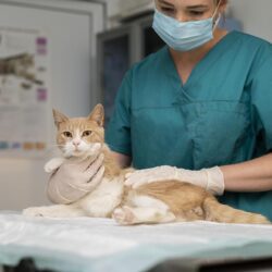 วิธีดูแลแมวหลังทำหมัน พร้อมแนะนำสถานที่ทำหมันแมวฟรี ในกรุงเทพ   